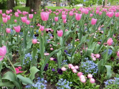 Tulpen in einem Park in Regensburg
