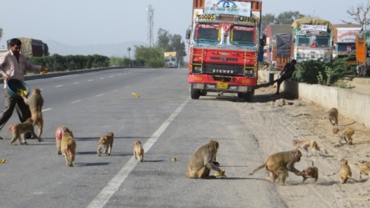 Affenfütterung auf dem Highway