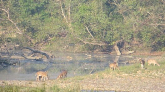 Eine Herde Rehe im Bardia Nationalpark