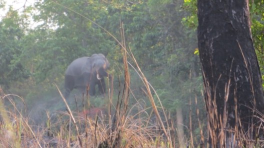 Wilder Elefant, nicht auf sichere Entfernung, kurz darauf hielt uns Jack zum Rückzug an