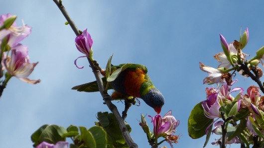 Papagei in Sajus Garten