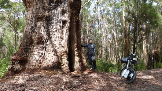 Giant Tree am Wegesrand