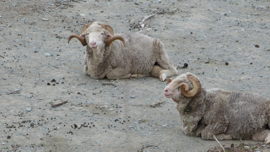Schafsböcke