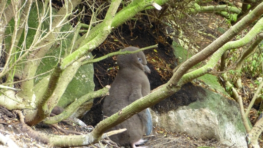 Junger Pinguin im Nest