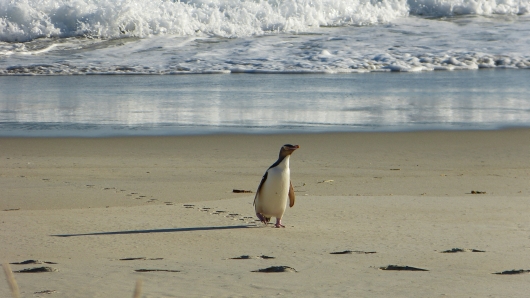 noch ein Pinguin