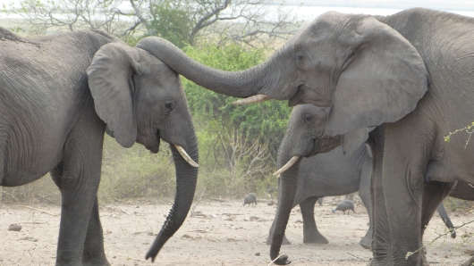 Elefanten begrüßen sich