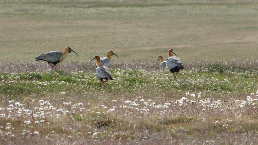 Vögel in Patagonien